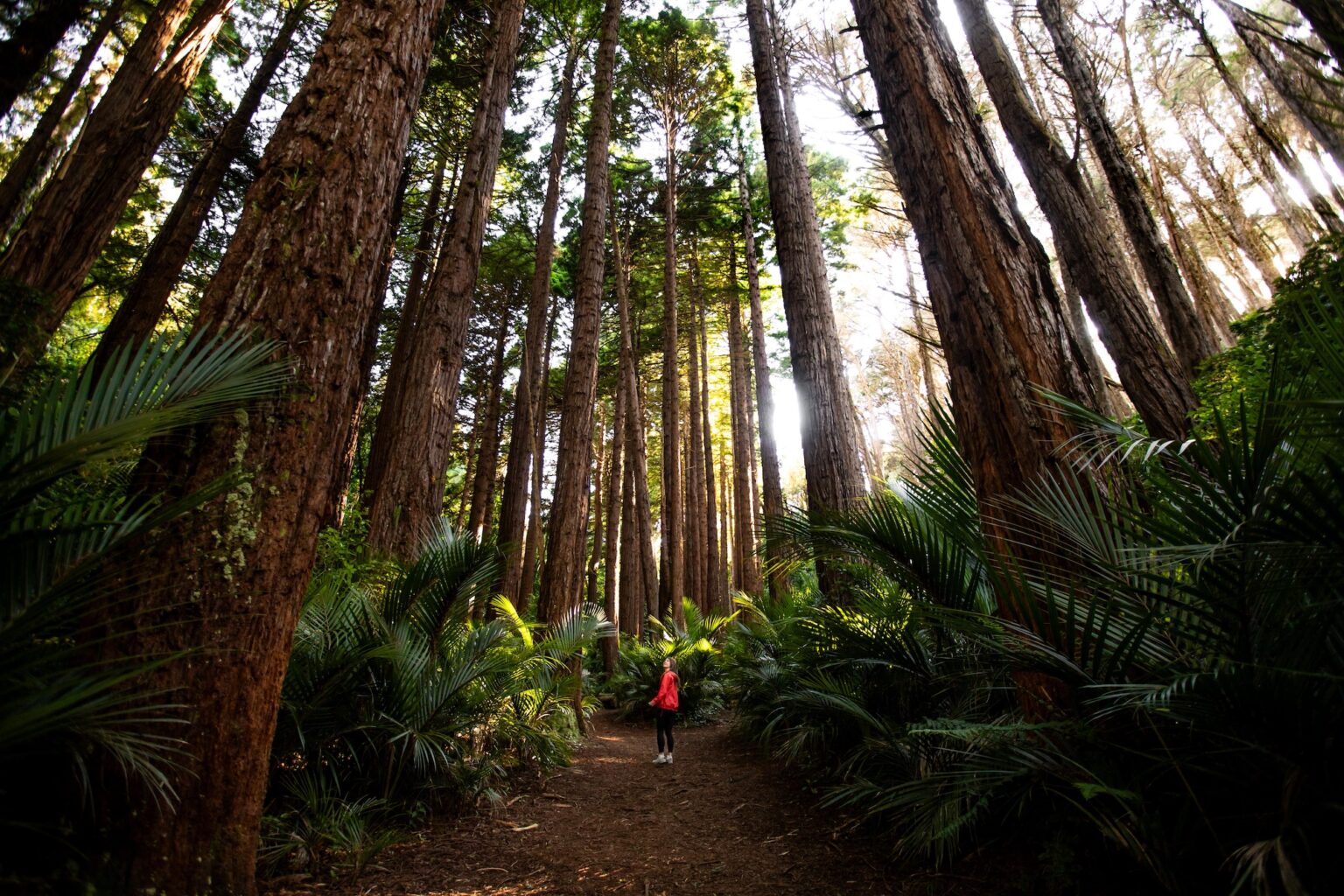 TaranakiMaunga_Lucy'sGullyRedwoodsHeroshot_MelanieWhite_08_01_2025